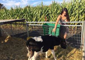 Petting a cow!