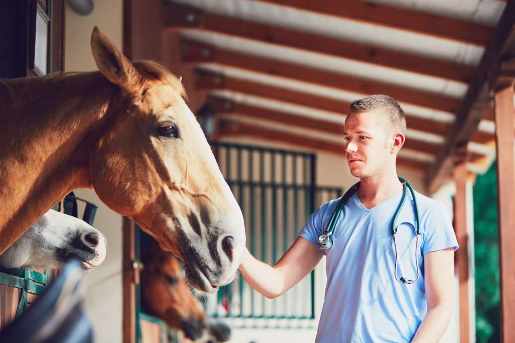 Veterinary medicine at the farm